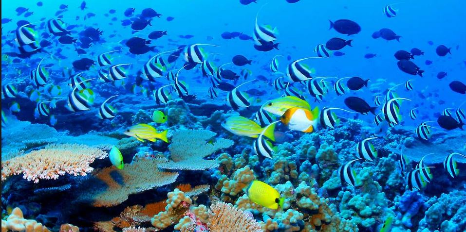 Great-Barrier-Reef-www.divetrips.jpg